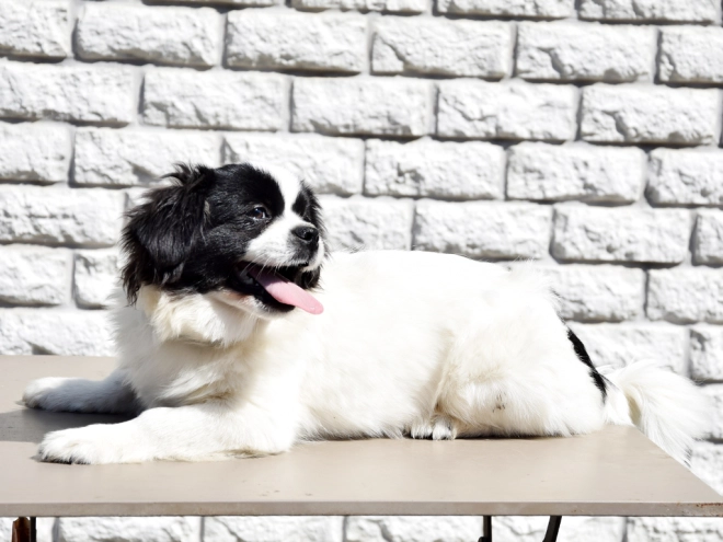 Tibet Spaniel Welpe kaufen