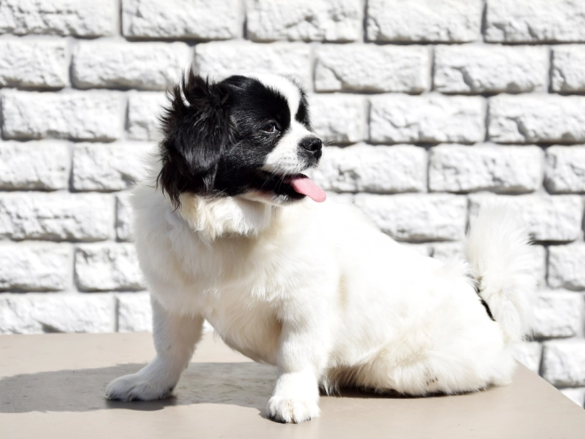 Tibet Spaniel Welpe kaufen