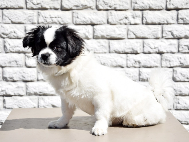 Tibet Spaniel Welpe kaufen