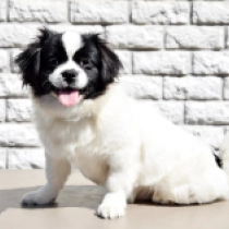 Tibet Spaniel Welpe zu verkaufen