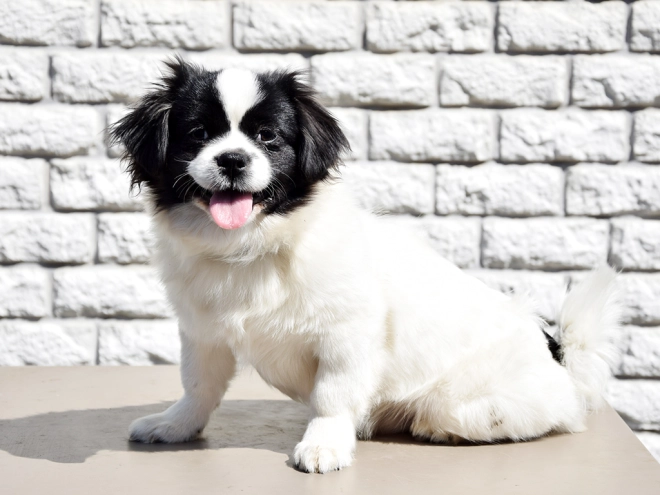 Tibet Spaniel Welpe kaufen