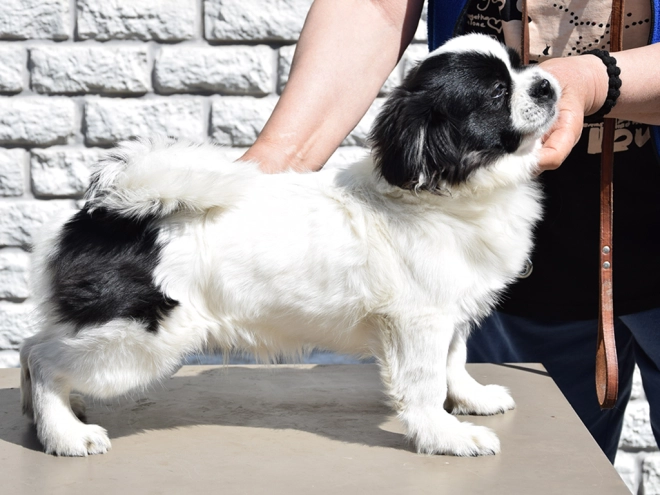 Tibet Spaniel Welpe kaufen