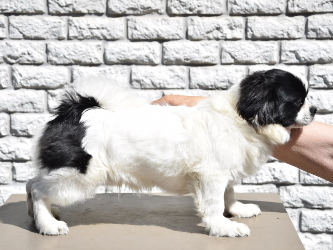 Tibet Spaniel Welpe kaufen