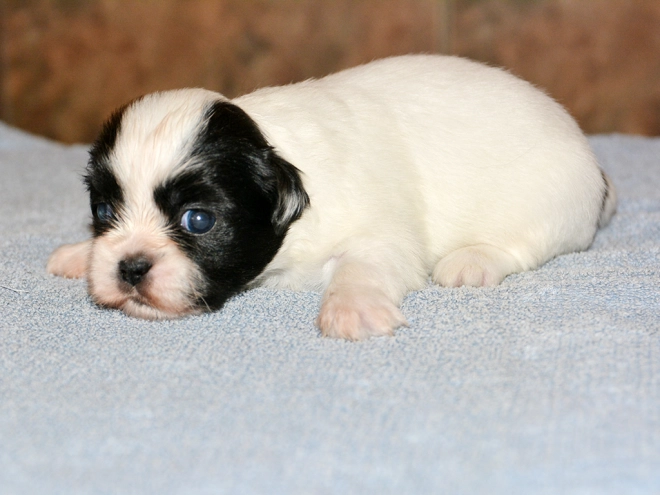Tibet Spaniel Welpe kaufen