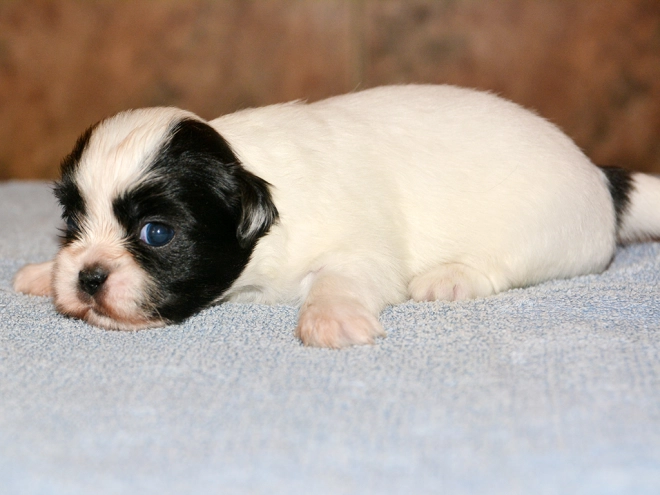Tibet Spaniel Welpe kaufen