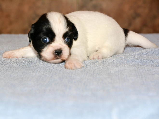 Tibet Spaniel Welpe kaufen