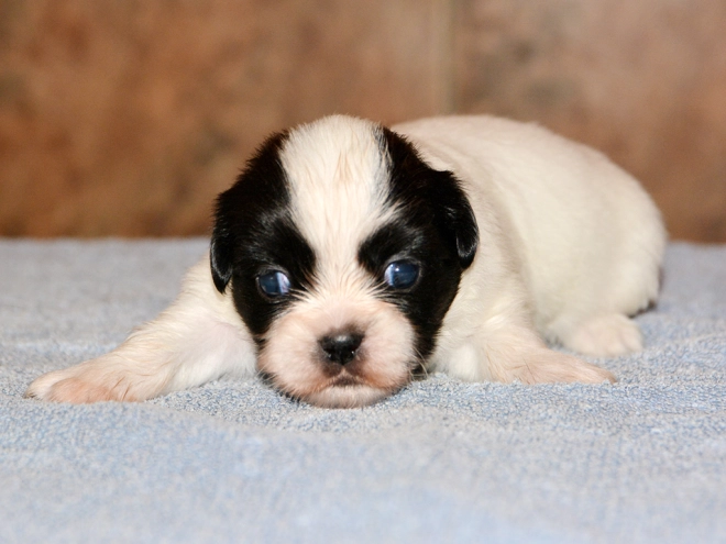 Tibet Spaniel Welpe kaufen