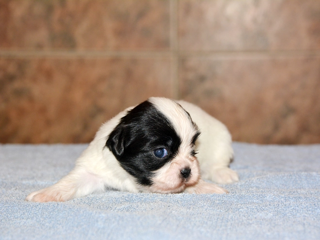 Tibet Spaniel Welpe kaufen