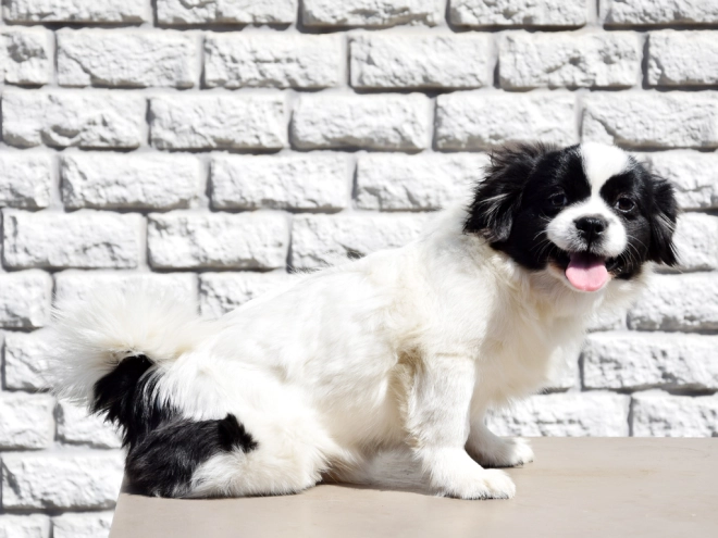 Tibet Spaniel Welpe kaufen