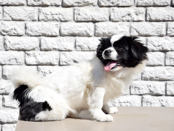 Tibet Spaniel Welpe kaufen