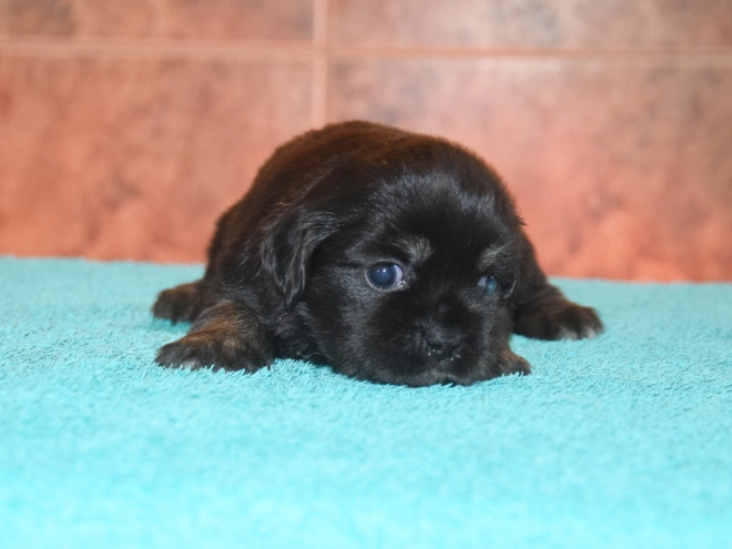 Tibet Spaniel Welpe kaufen