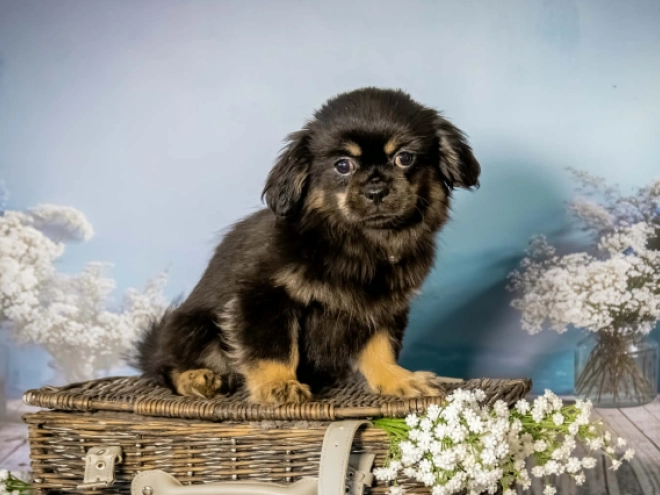 Tibet Spaniel Welpe kaufen
