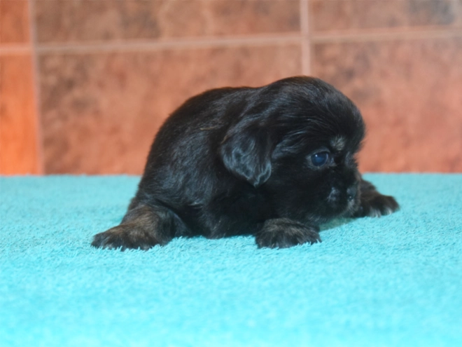 Tibet Spaniel Welpe kaufen