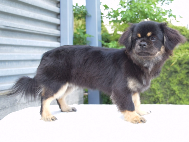 Tibet Spaniel Welpe kaufen