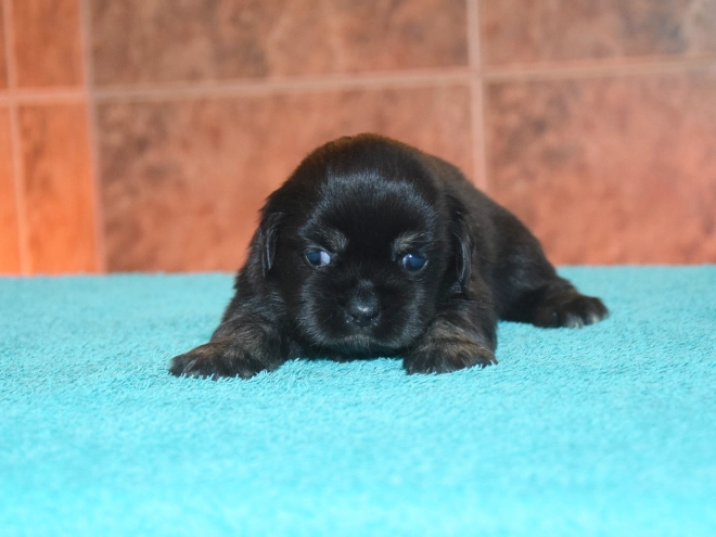 Tibet Spaniel Welpe kaufen