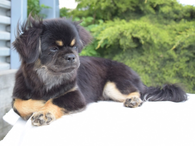 Tibet Spaniel Welpe kaufen