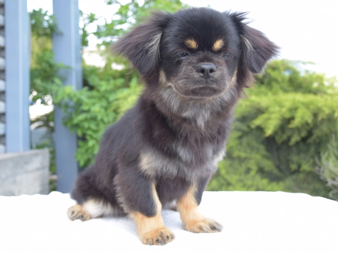 Tibet Spaniel Welpe kaufen