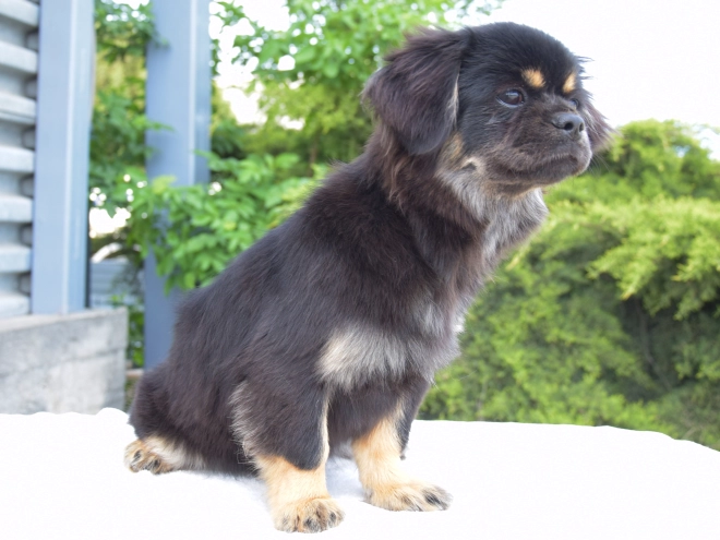 Tibet Spaniel Welpe kaufen