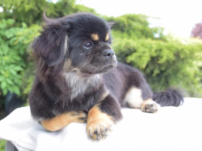 Tibet Spaniel Welpe kaufen