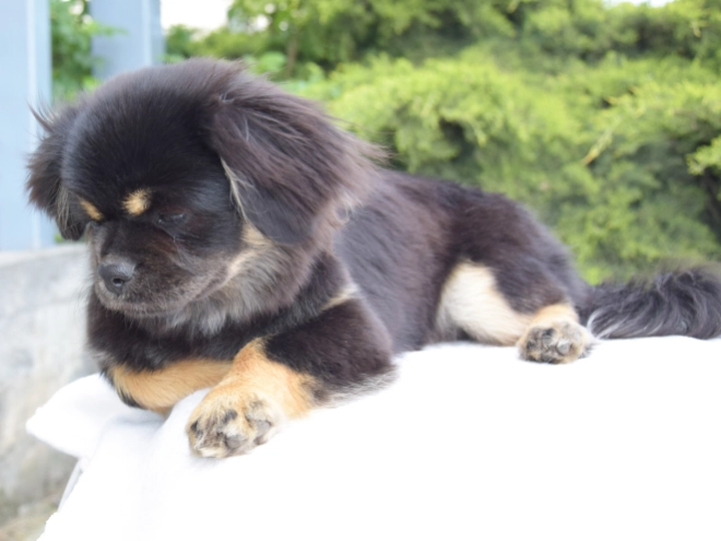 Tibet Spaniel Welpe kaufen