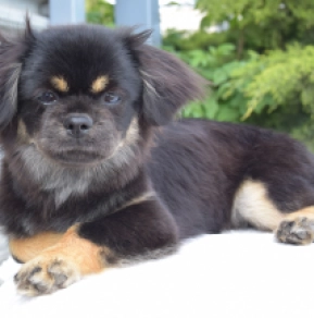 Tibet Spaniel Welpe kaufen