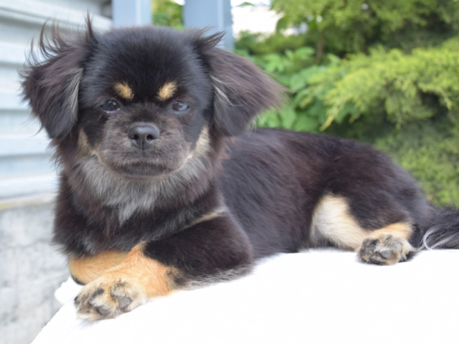 Tibet Spaniel Welpe kaufen