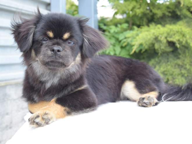 Tibet Spaniel Welpe kaufen