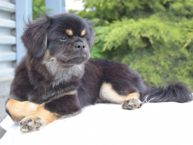 Tibet Spaniel Welpe kaufen