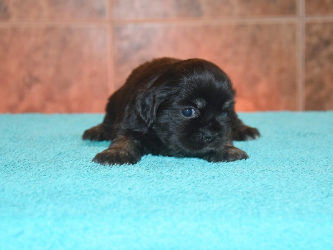 Tibet Spaniel Welpe kaufen