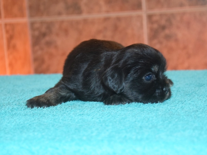 Tibet Spaniel Welpe kaufen