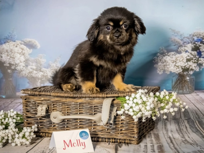 Tibet Spaniel Welpe kaufen
