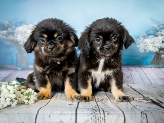 Tibet Spaniel Welpe kaufen