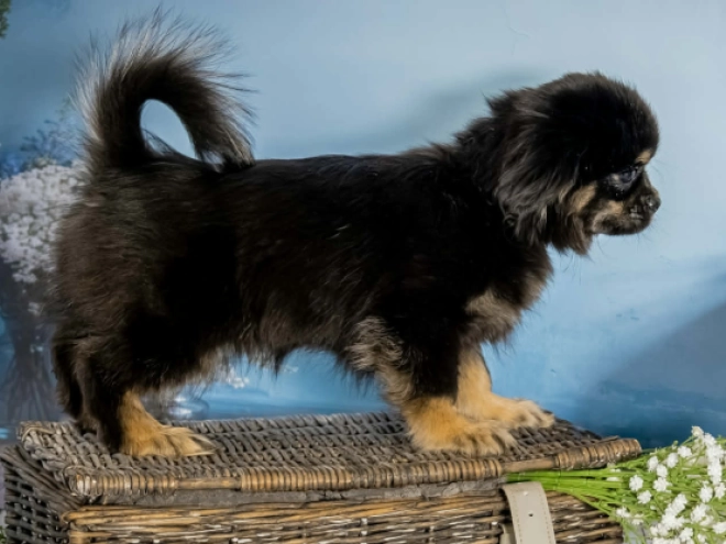 Tibet Spaniel Welpe kaufen