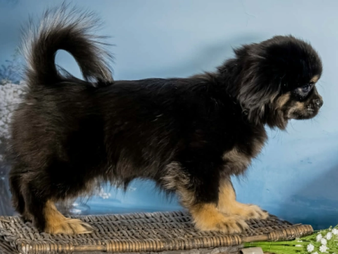 Tibet Spaniel Welpe kaufen