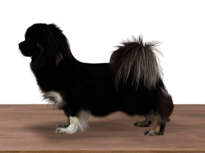Tibet Spaniel Welpe kaufen
