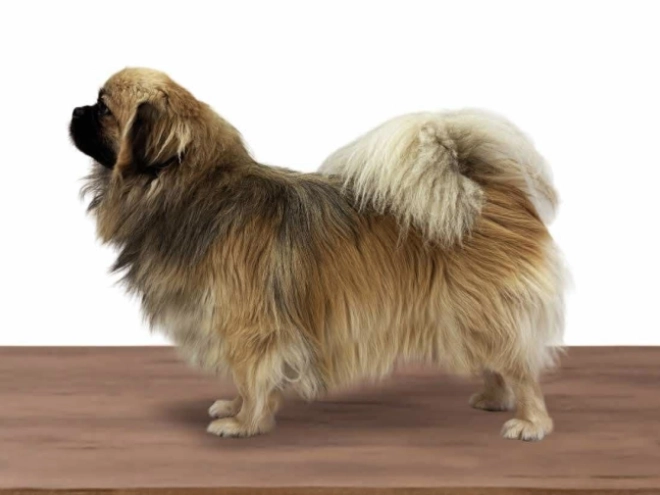 Tibet Spaniel Welpe kaufen