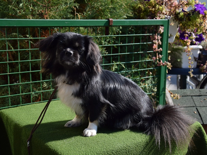 Tibet Spaniel Welpe kaufen