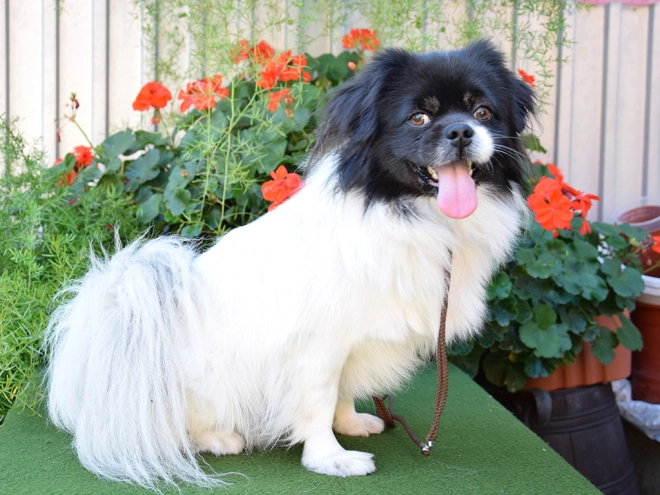 Tibet Spaniel Welpe kaufen