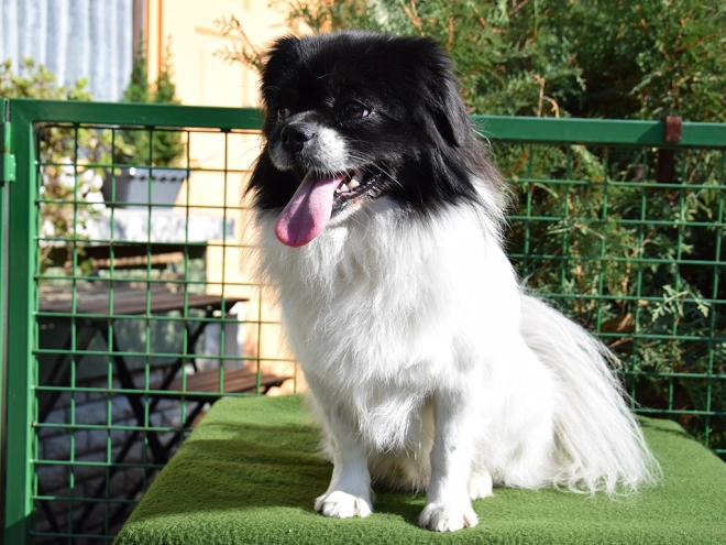 Tibet Spaniel Welpe kaufen