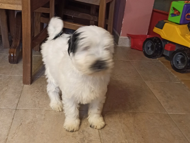 Tibetan Terrier puppy for sale