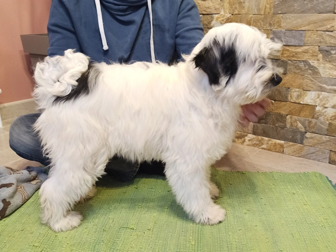 Tibetan Terrier puppy for sale