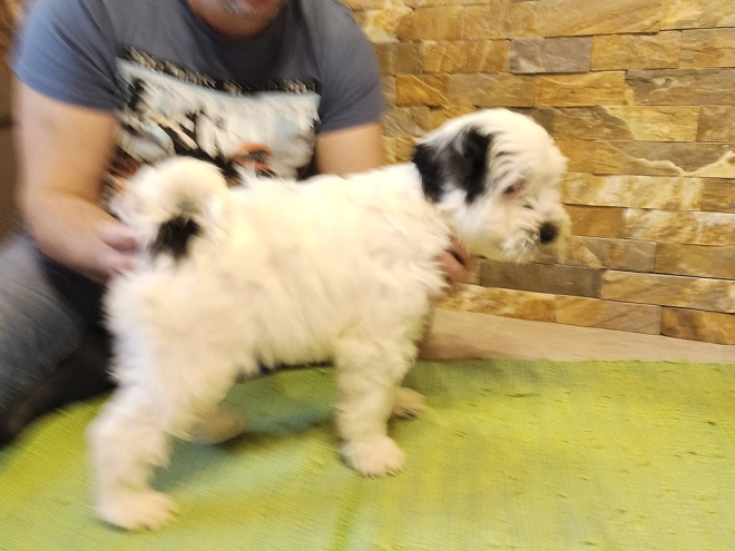 Tibetan Terrier puppy for sale