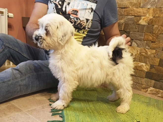 Tibetan Terrier puppy for sale