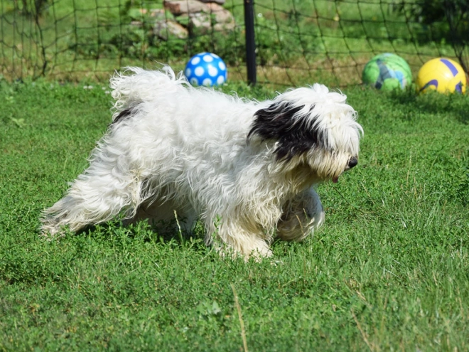 Tibetan Terrier puppy for sale