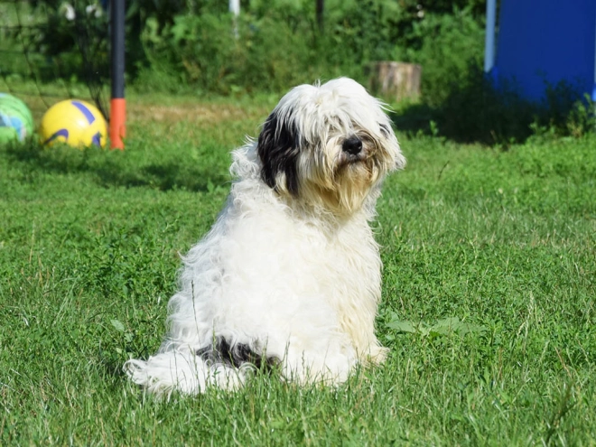 Tibetan Terrier puppy for sale
