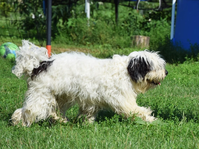 Tibetan Terrier puppy for sale