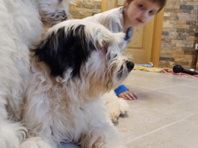 Tibetan Terrier puppy for sale