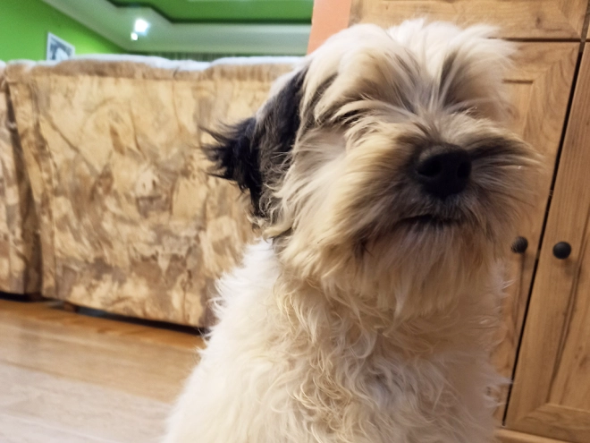 Tibetan Terrier puppy for sale