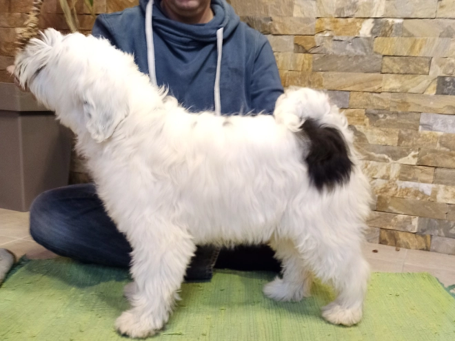 Tibetan Terrier puppy for sale