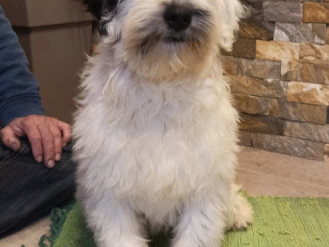 Tibetan Terrier puppy for sale